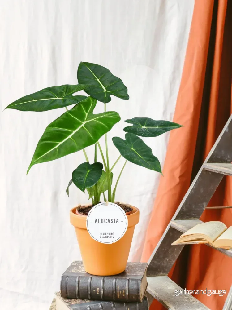 Alocasia Frydek Alocasia Frydek