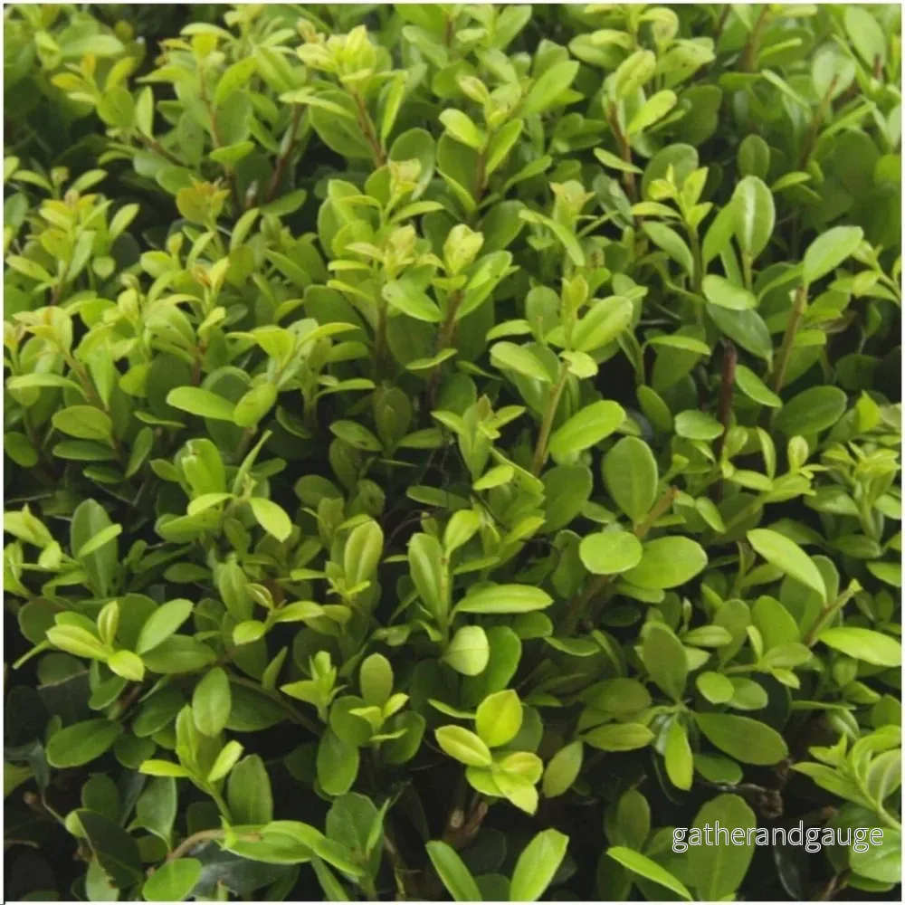 Ilex crenata ’Jenny’ – Set om 6