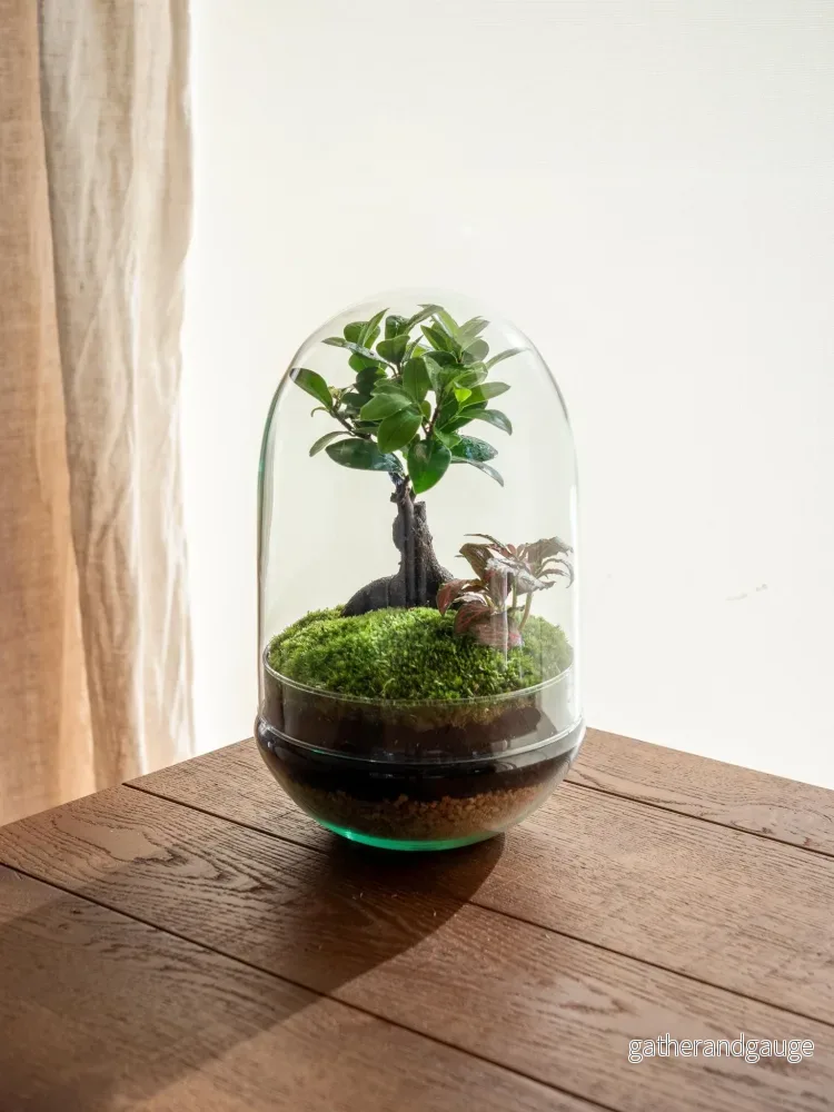 Terrarium – Balangan