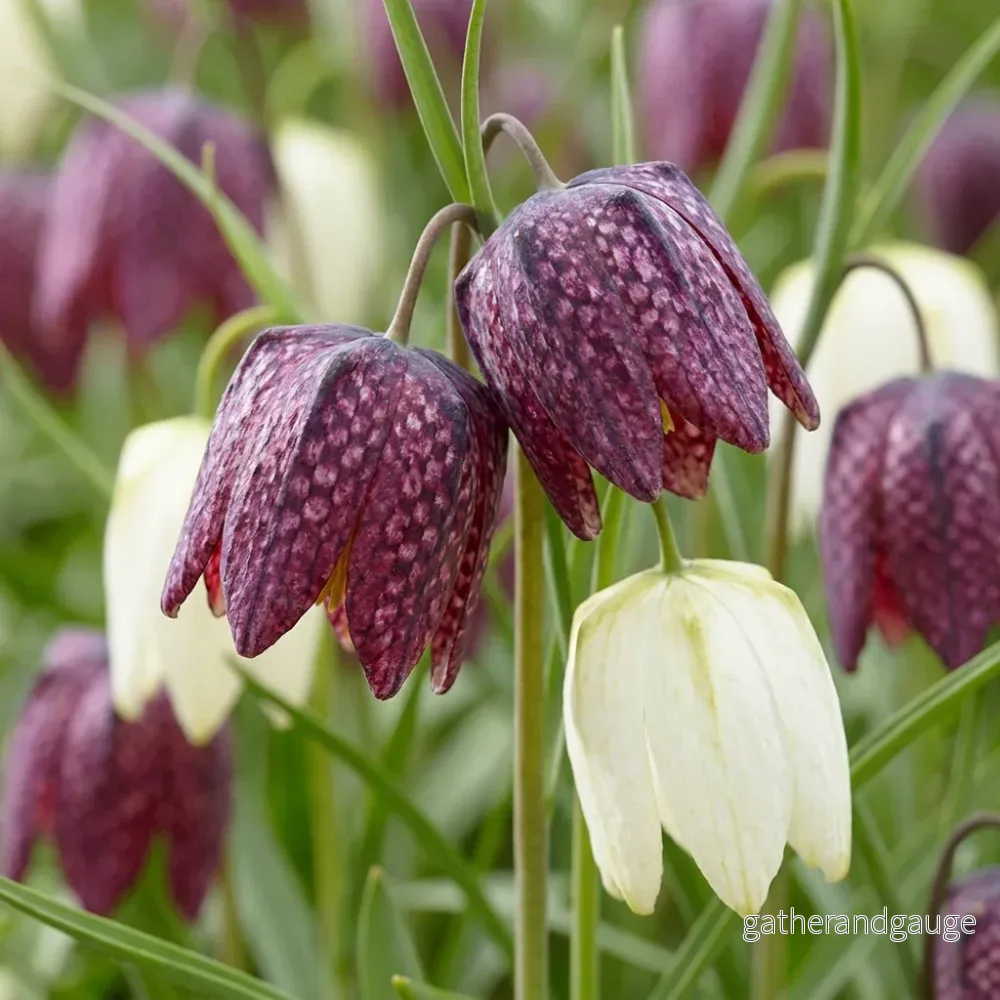 Fritillaire pintade en mélange