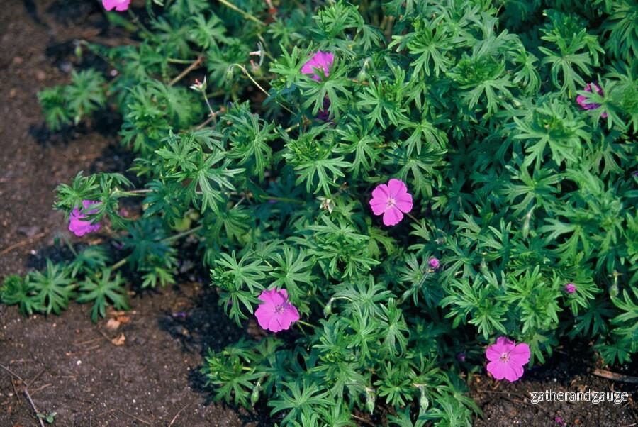 Strandnejlika Vivace (Geranium) ’Tiny Monster’ Strandnejlika Vivace (Geranium) ’Tiny Monster’