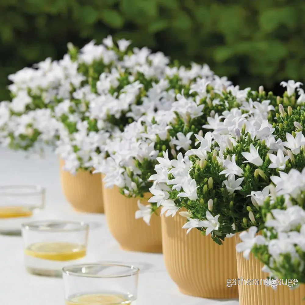 Campanula Addenda vit – 12 vinterhärdiga växter Campanula Addenda vit – 12 vinterhärdiga växter