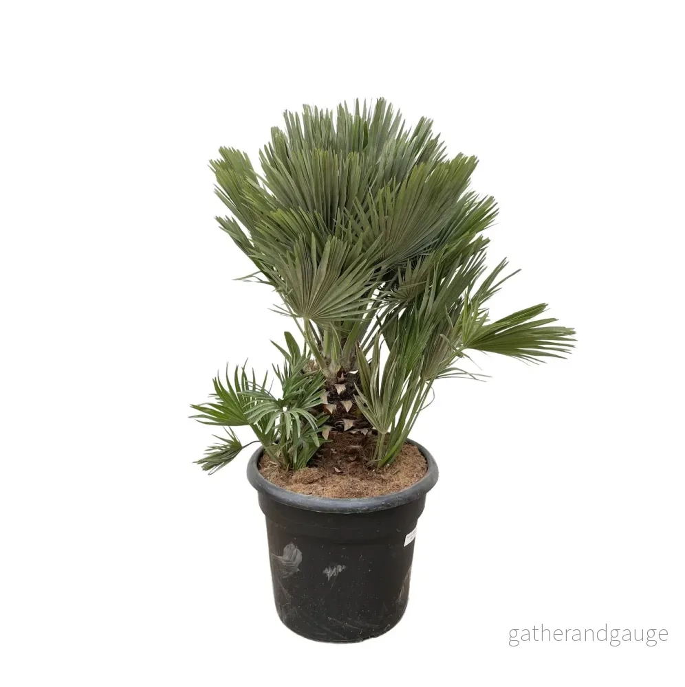 Chamaerops Humilis kompakt h100cm