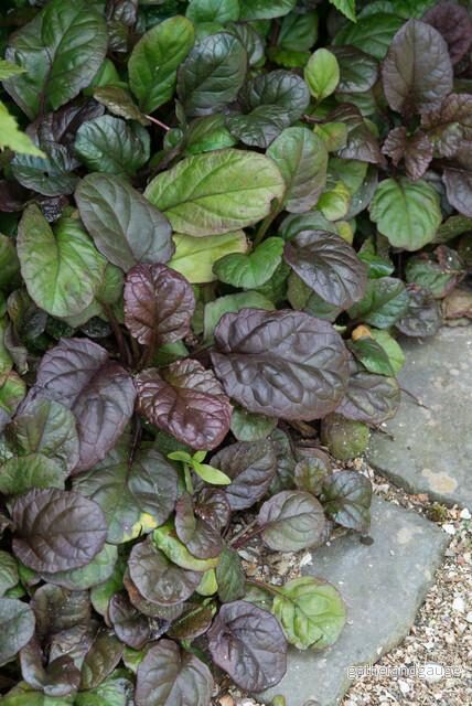 Rapphöna (Ajuga reptans) 'Catlin's Giant'
