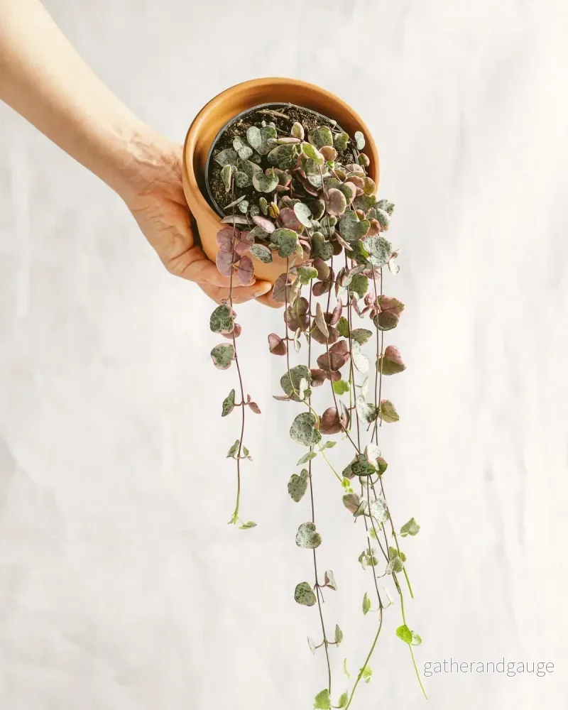 Stor Ceropegia woodii