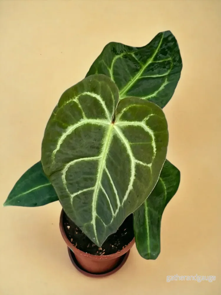 Anthurium Regale Anthurium Regale