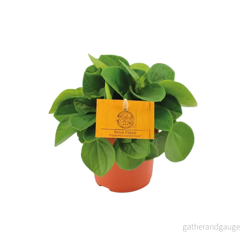 Peperomia Rana Verde Peperomia Rana Verde