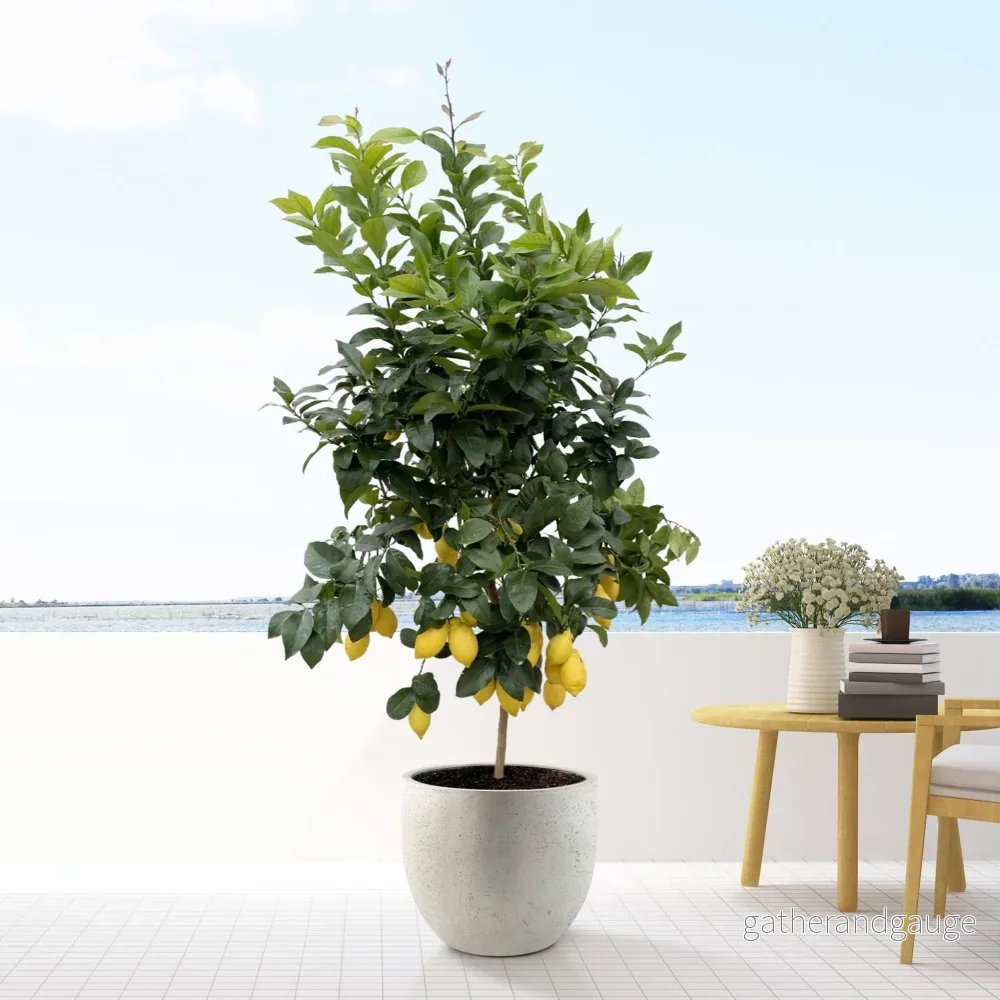 Citrus Citron - 200cm - ø40 - Bild 3