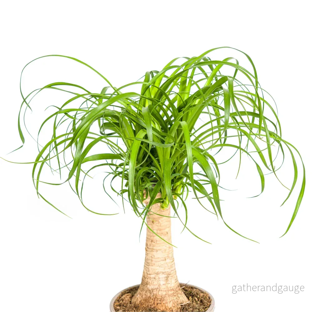 Beaucarnea Recurvata Stam Ø17cm - ↕40 - 60cm - Bild 3