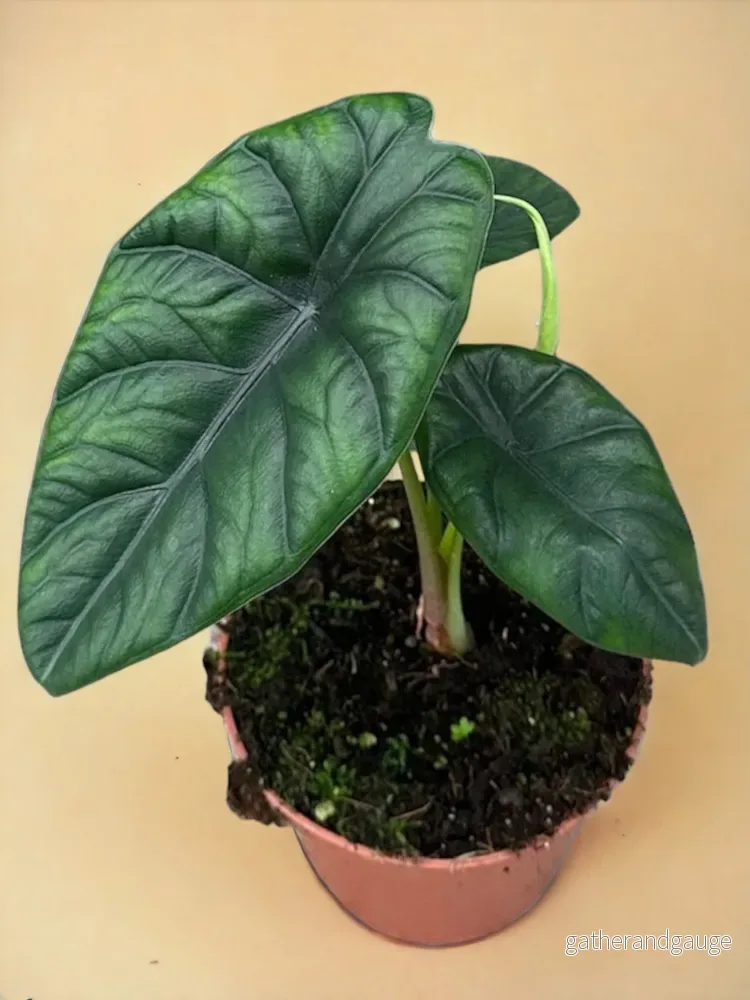 Alocasia Puncak Borneensis Alocasia Puncak Borneensis