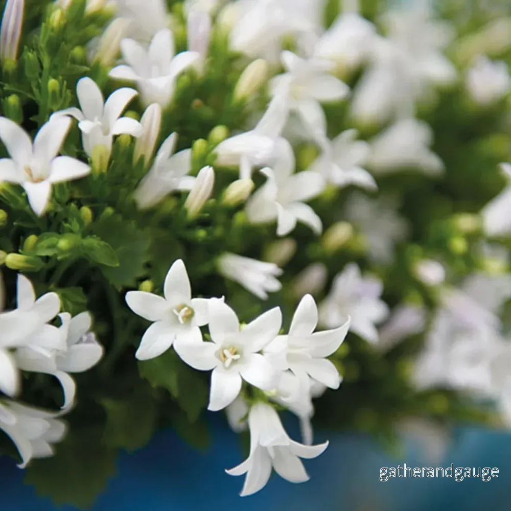 Campanula Addenda – White Klokjesbloem – Stor vinterväxt Campanula Addenda – White Klokjesbloem – Stor vinterväxt