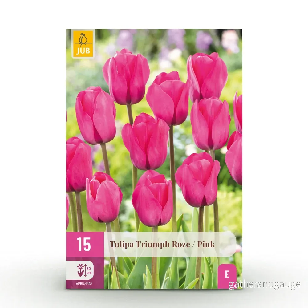 Green boutiQ – Bloembollen – Tulp Triumph Pink – Kleur Roze – 15 stuks – Bolmaat 11/12 – XXL Pack
