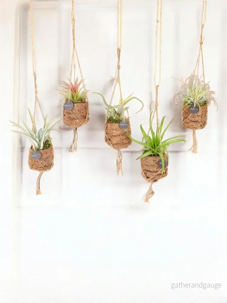 Box – 5 kokoDAMA Tillandsia Box – 5 kokoDAMA Tillandsia