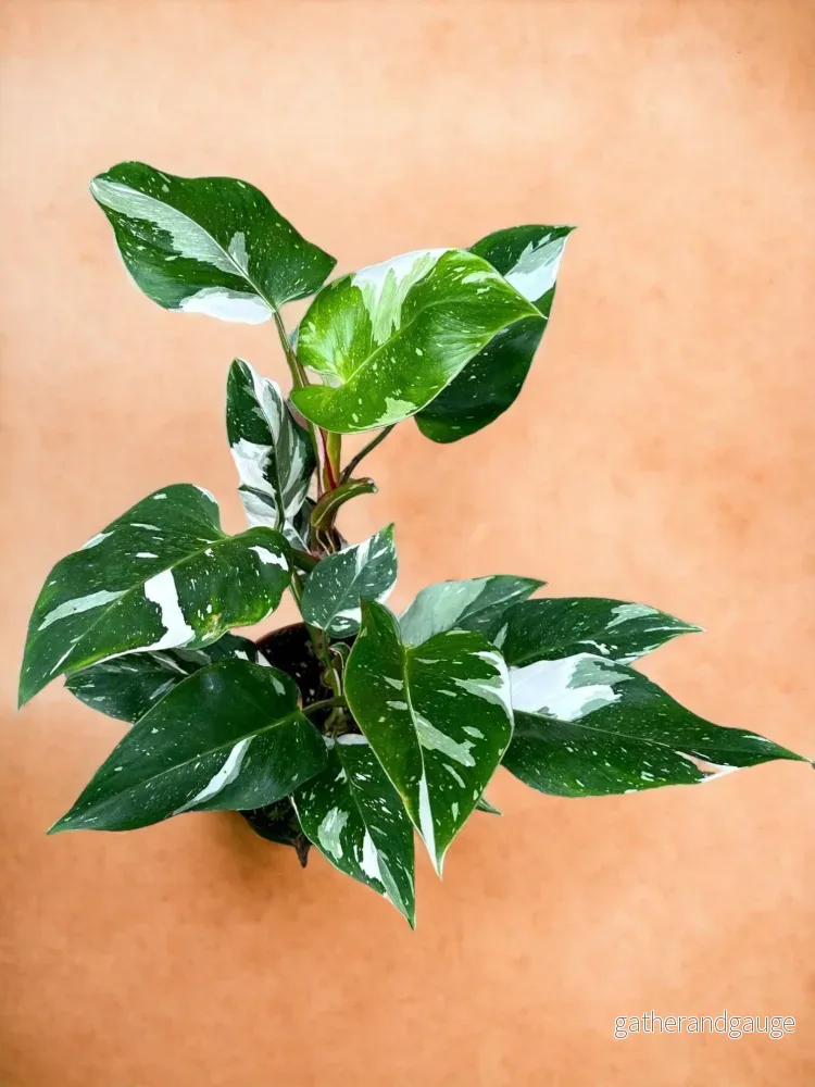 Philodendron White Princess Philodendron White Princess