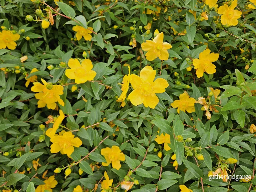 Johanniskruid (Hypericum dummeri) ’Peter Dummer’