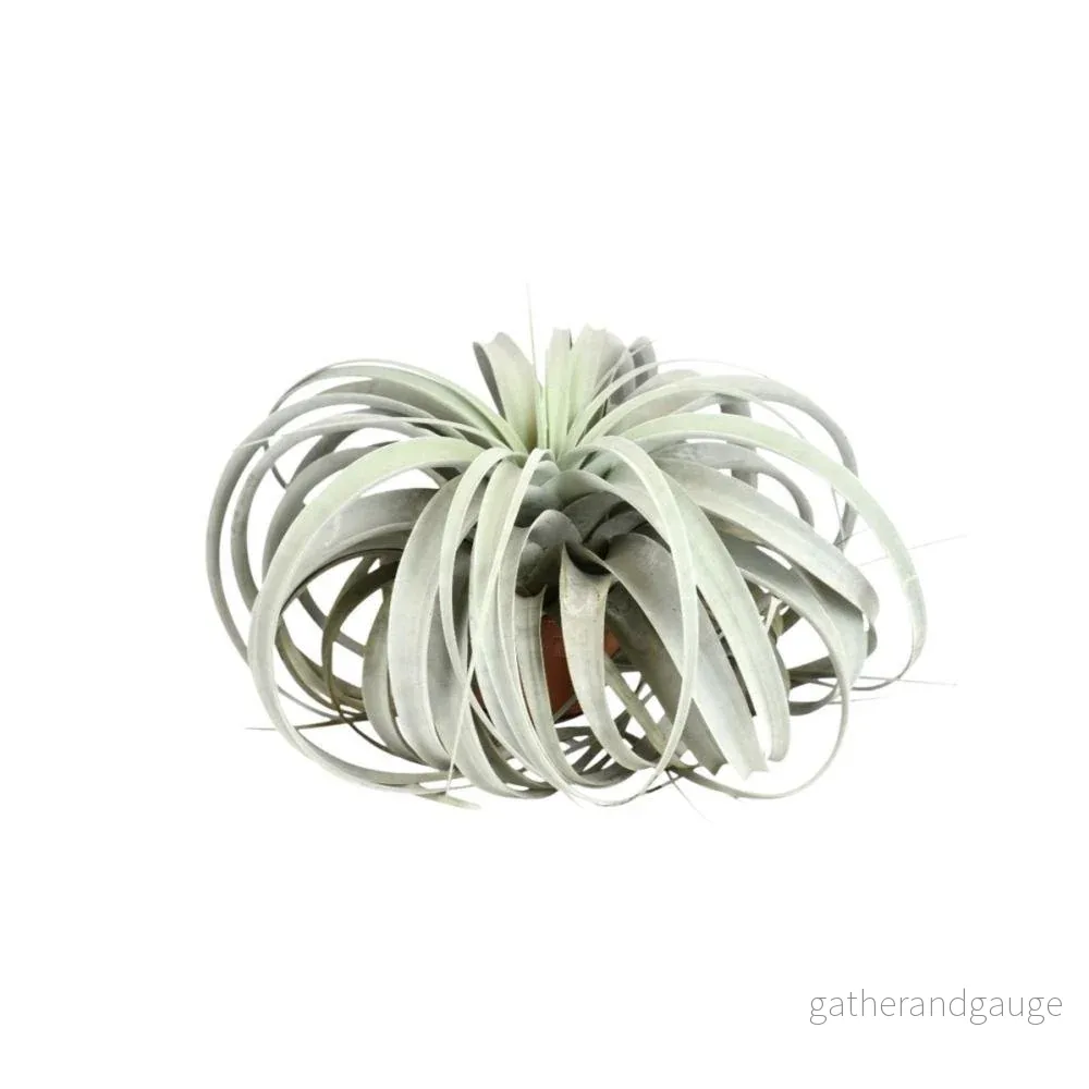 Tillandsia Xerographica Tillandsia Xerographica