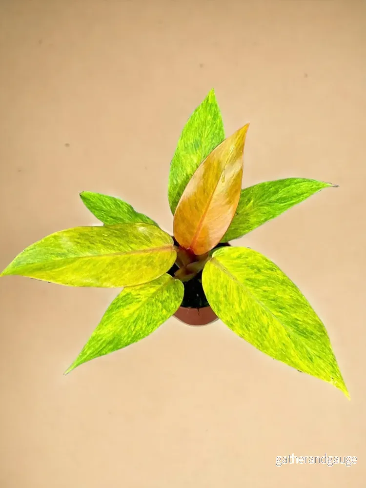 Philodendron apelsinmarmelad Philodendron apelsinmarmelad
