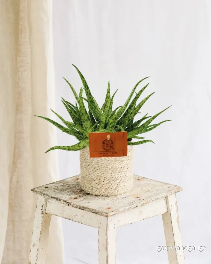 Aloe Spindel Aloe Spindel