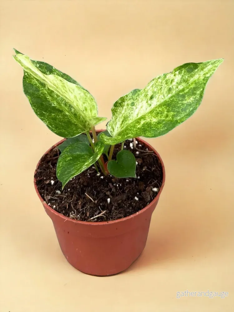 Anthurium Bonplandii Variegata Anthurium Bonplandii Variegata