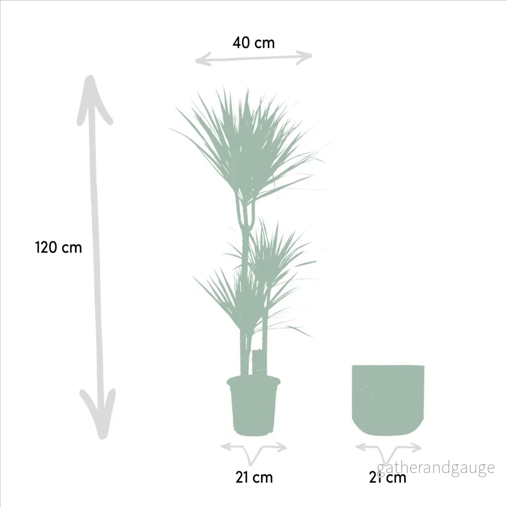 Dracaena och dess cache h120cm - Bild 2
