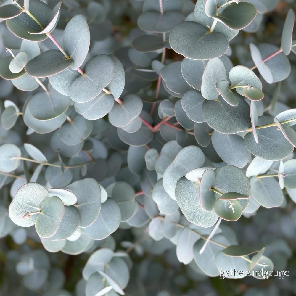 Cidergummiträd (Eucalyptus gunnii) 'Azura' - Bild 2