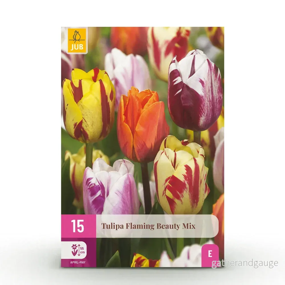 Green boutiQ – Bloembollen – Tulp Flaming Beauty mix – Diversen Kleuren – 15 stuks – Bolmaat 11/12 – XXL Pack