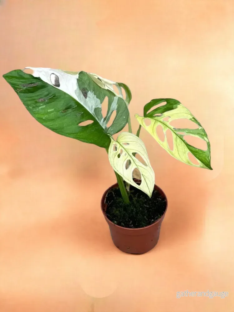 Monstera Adansonii Variegata Monstera Adansonii Variegata