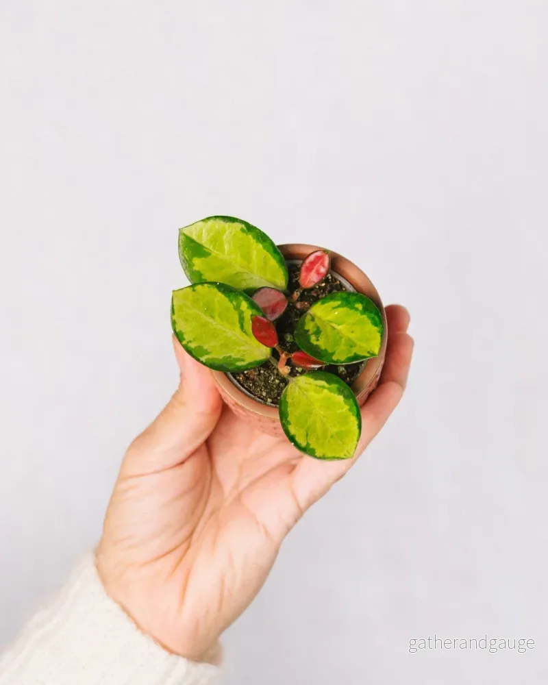 Mini Hoya carnosa tricolor