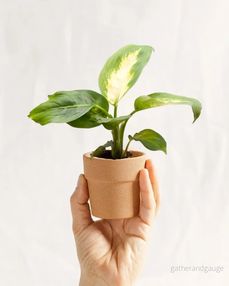 Mini Dieffenbachia Maculata Camilla Mini Dieffenbachia Maculata Camilla