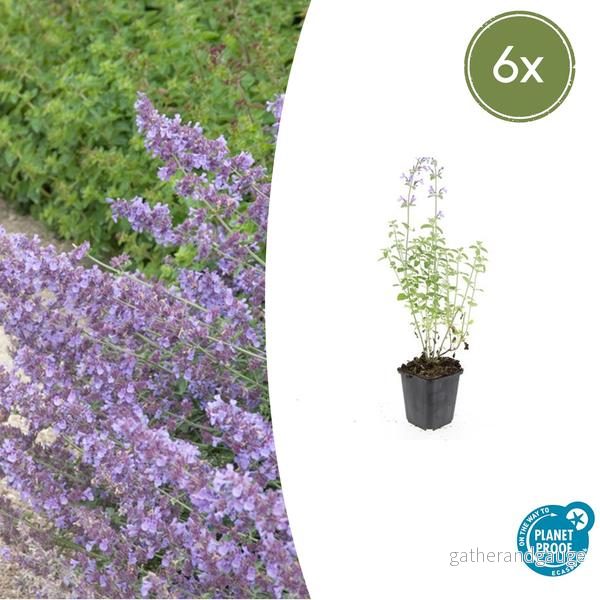 Kattmynta (Nepeta x faassenii) 'Walker's Low' - Bild 2