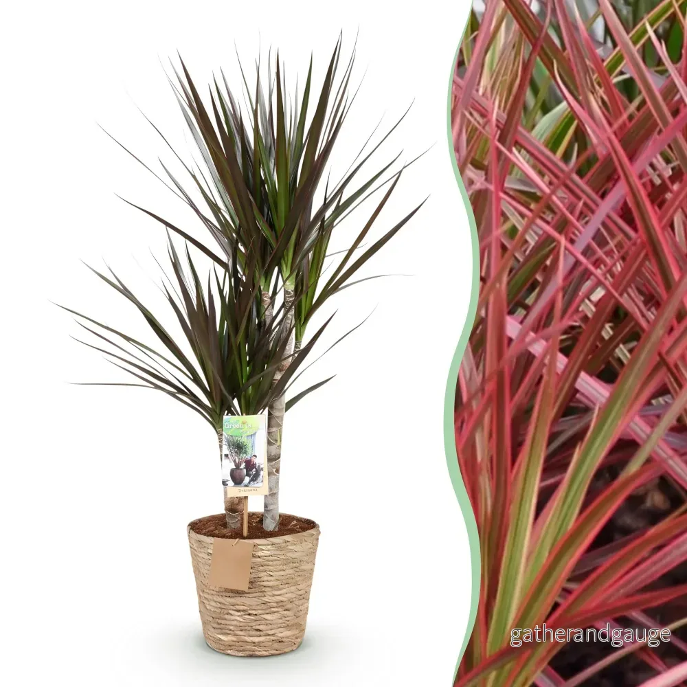 Dracaena Magenta och korg - Bild 2