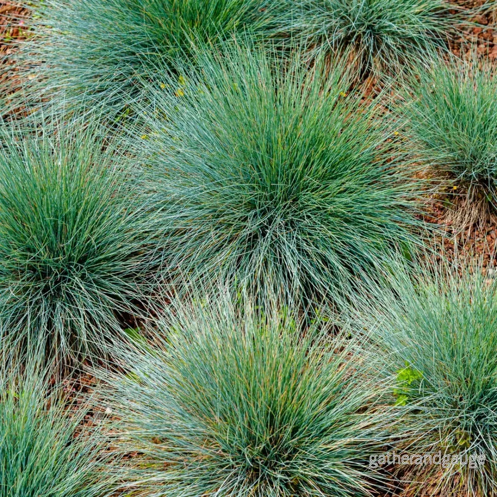 Gautiers Festuca (Festuca gautieri) 'Festuca gautieri' - Bild 3