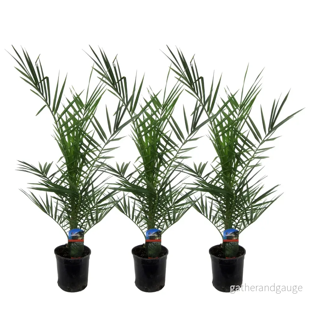 3x Phoenix Canariensis – 80 cm – Ø15