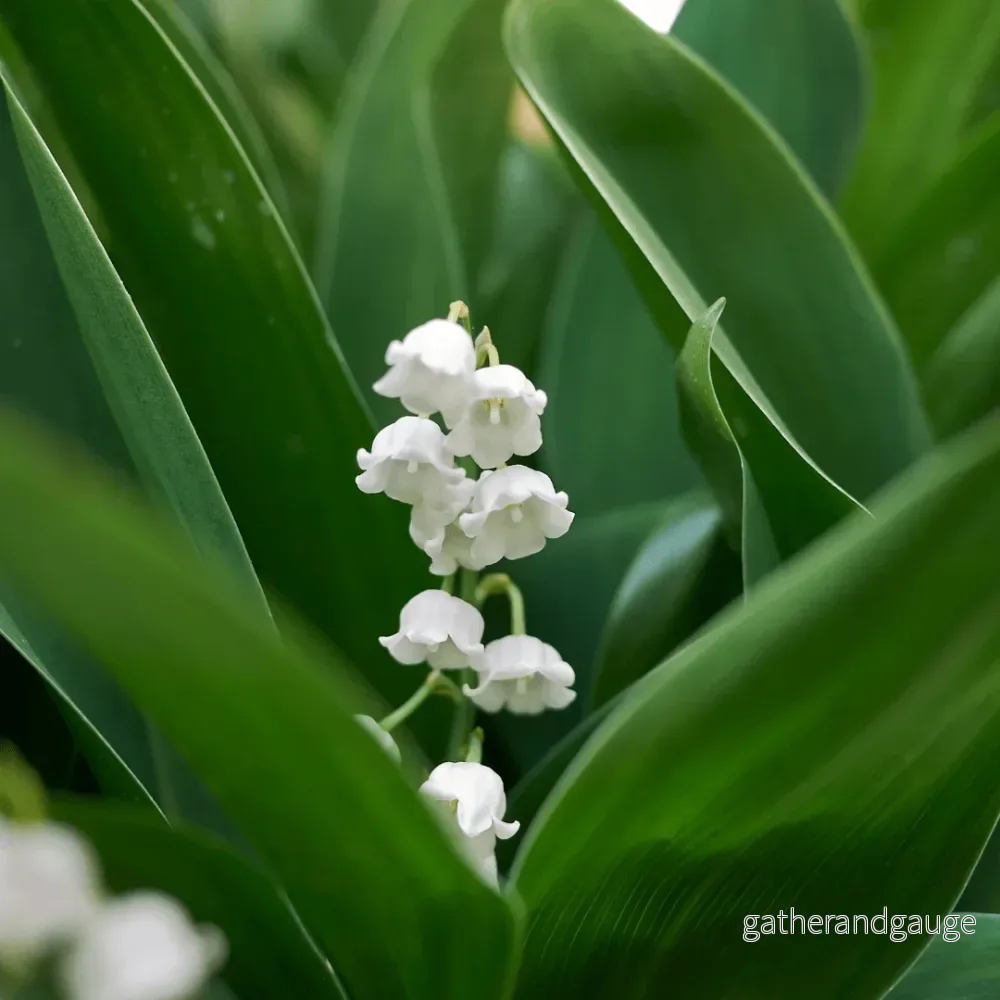 Liljekonvalj (Convallaria Majalis) 'Muguet'
