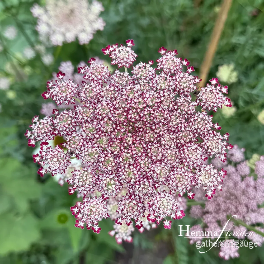 Blomstermorot – Daucus carota dara Blomstermorot – Daucus carota dara