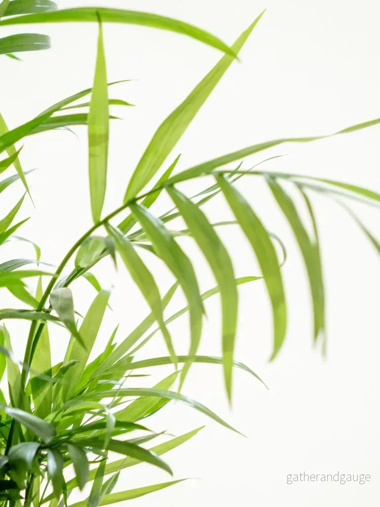 Kokedama - Chamaedorea - Bild 2
