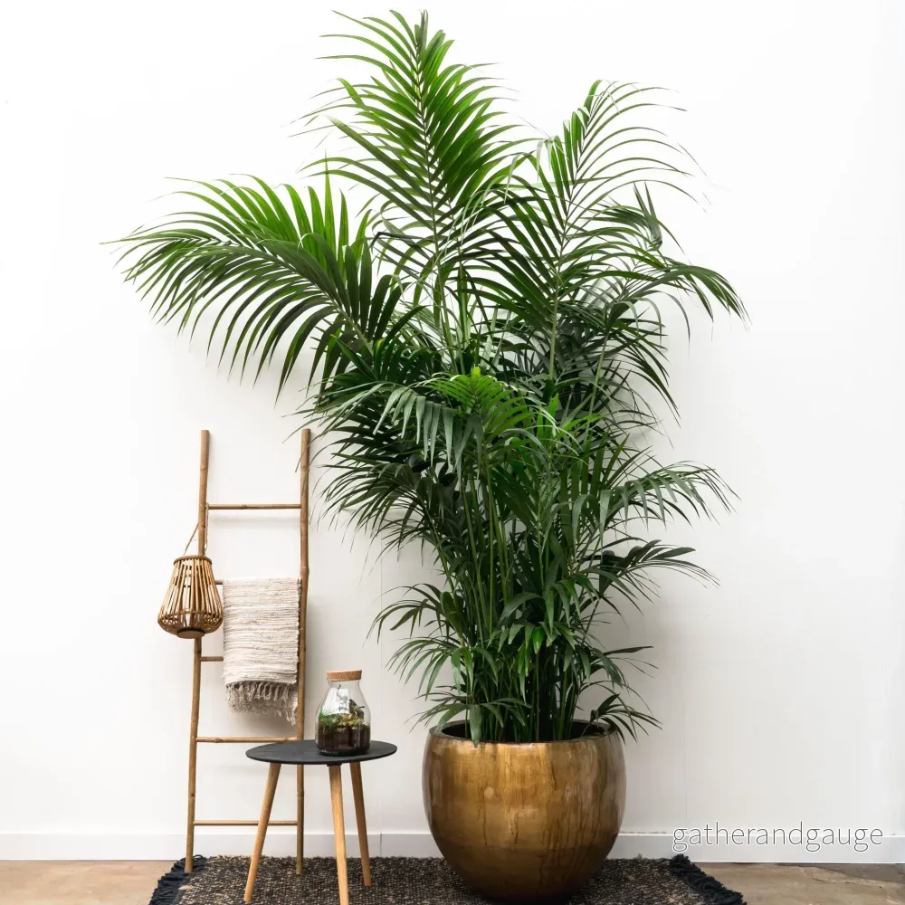 Kentia Palm XXL - 260cm - ø35 - Bild 3