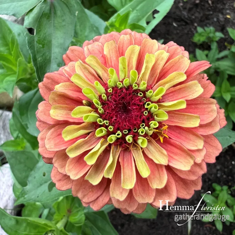 Zinnia - Queen Lime Orange