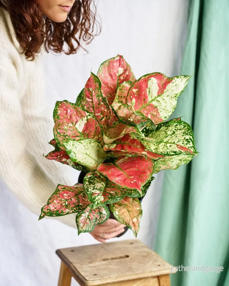 Aglaonema Red Joy Aglaonema Red Joy