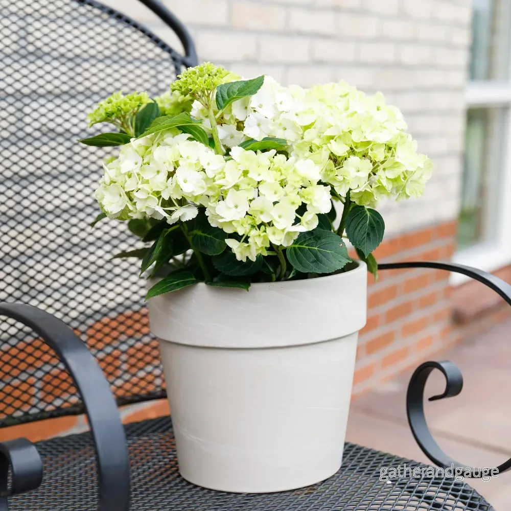 Hortensia (Hydrangea macrophylla) 'Magical Noblesse'