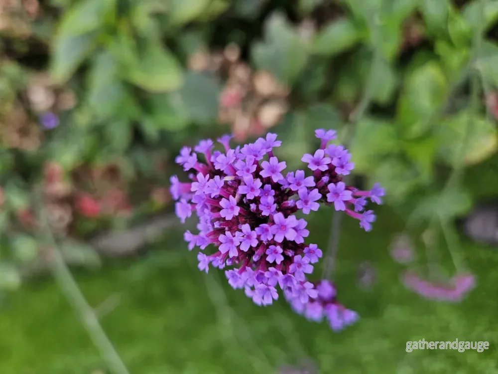Buenos Aires Verbena (Verbena Bonariensis) ’Lollipop’ Buenos Aires Verbena (Verbena Bonariensis) ’Lollipop’