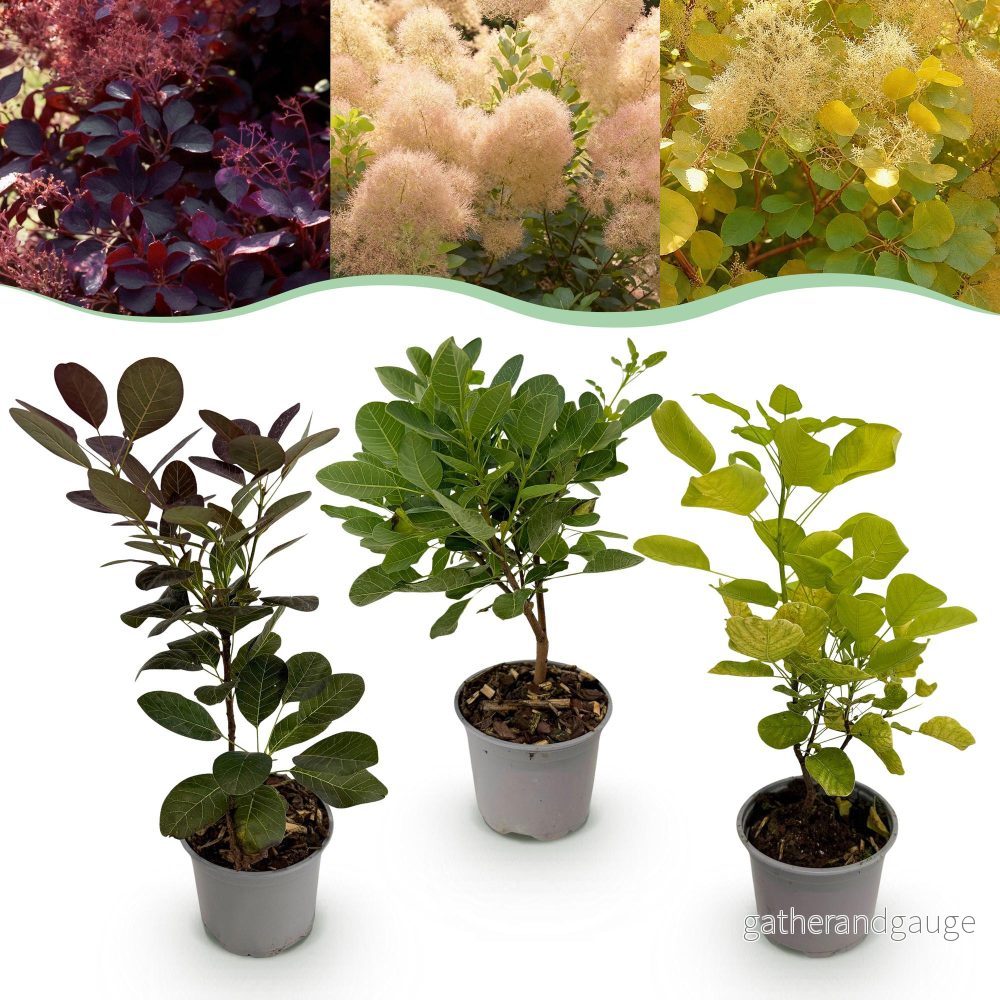 Perukträd (Cotinus Coggyria) 'Blandade Sorter' - Bild 2