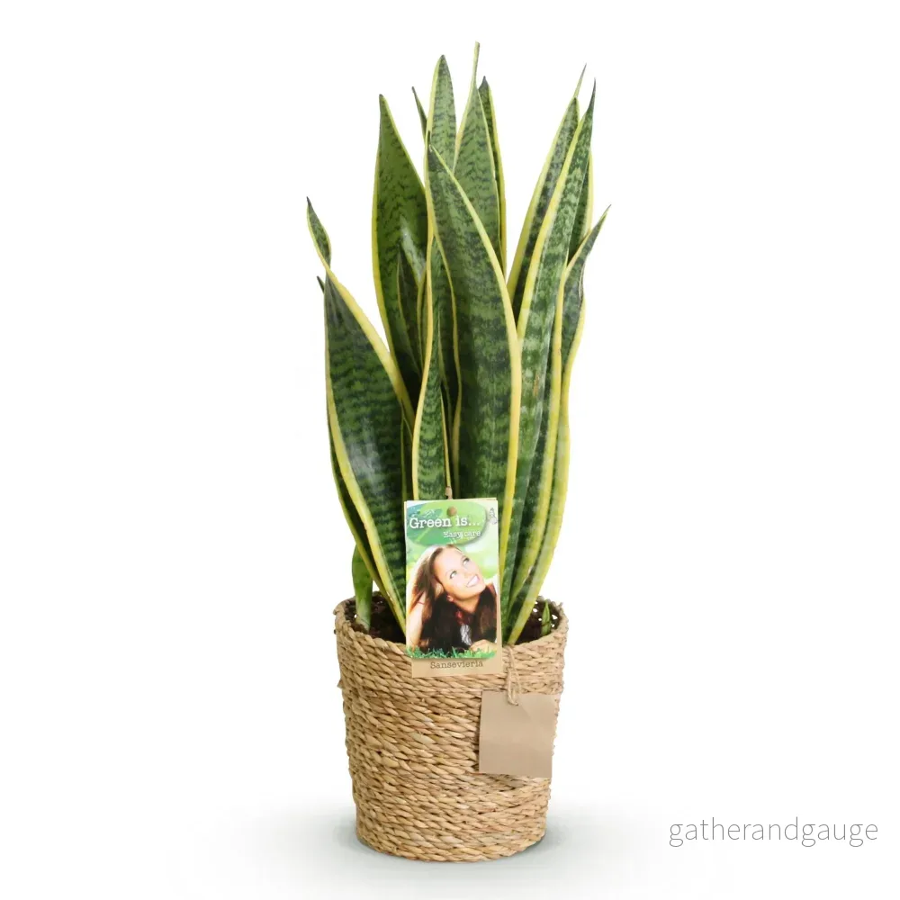Sansevieria Laurentii och - Bild 3