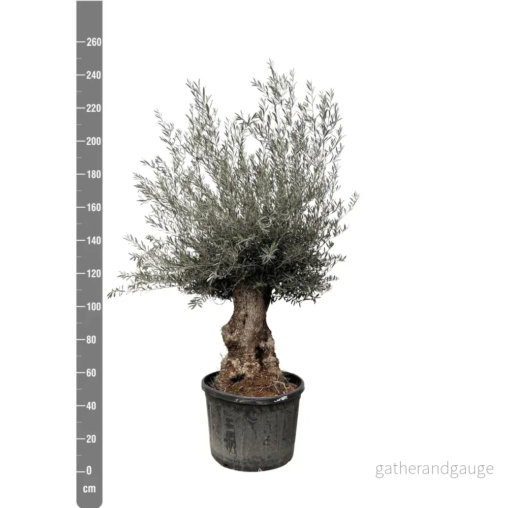 Olea Europaea Bonsai - 225cm - Ø80 - Bild 2