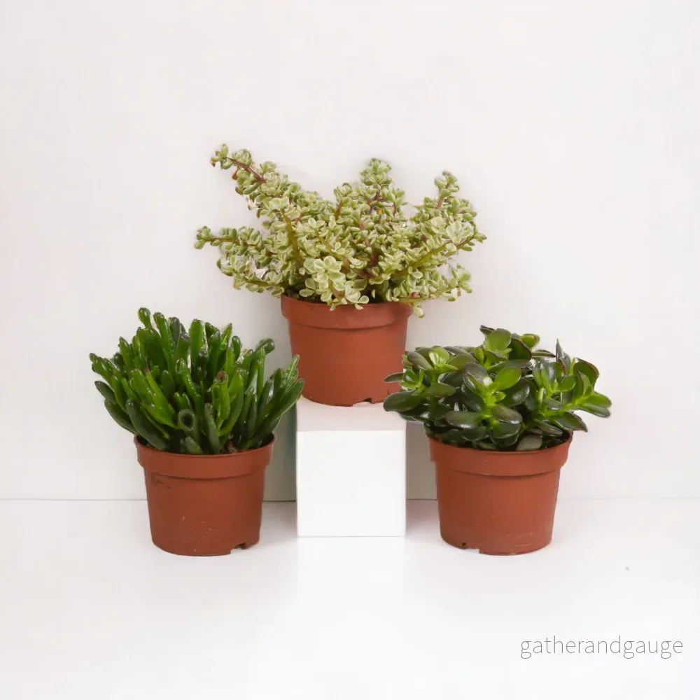Crassula, låda med 3 plantor h21cm