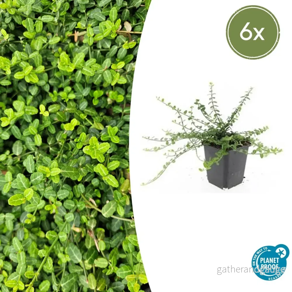 Fontänespöke (Euonymus Fortunei) 'Minimus' - Bild 2