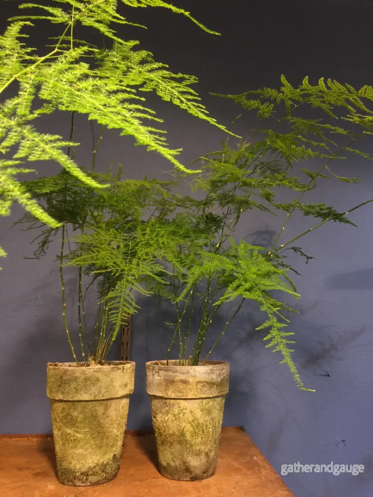Fjädersparris, Asparagus plumosus