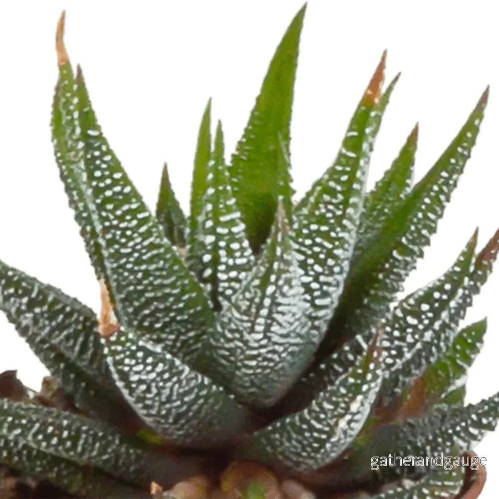 Gasteriabox, Haworthia - Set med 5 plantor, h13cm - Bild 3