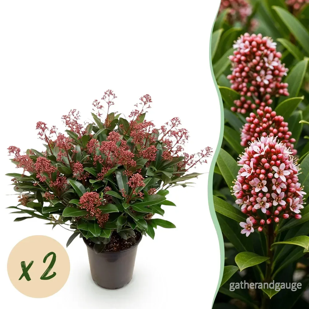 Japansk Skimmia (Skimmia japonica) 'Rubella' - Bild 2