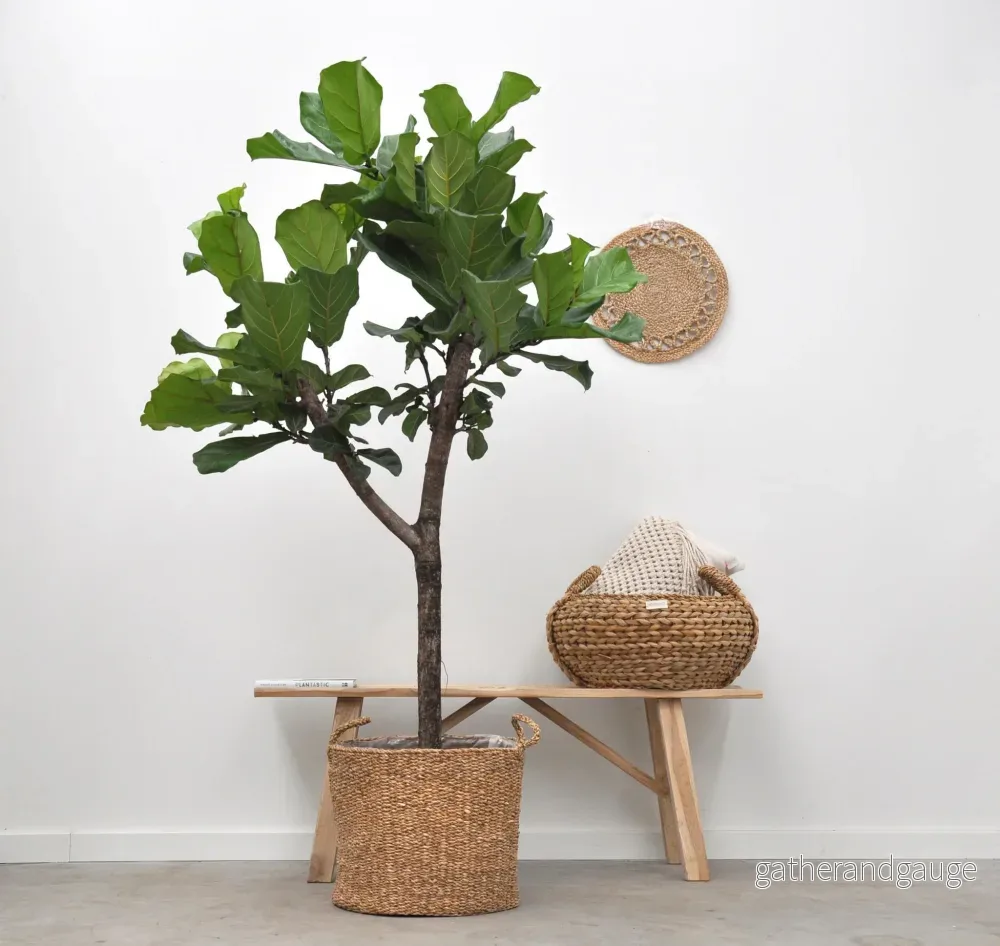 Ficus Lyrata bom - 180cm - ⌀30 - Bild 2